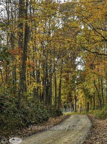 Fall Leaves on Road by Janet Haist